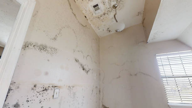 Best Mold Prevention Services  in Whitehouse, TX